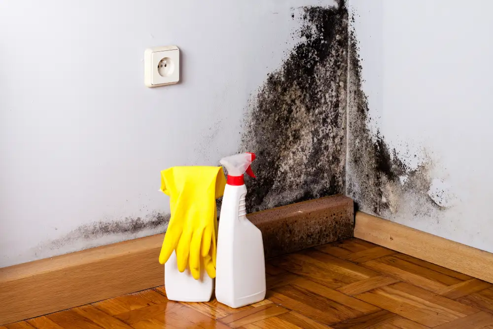 Mold Removal